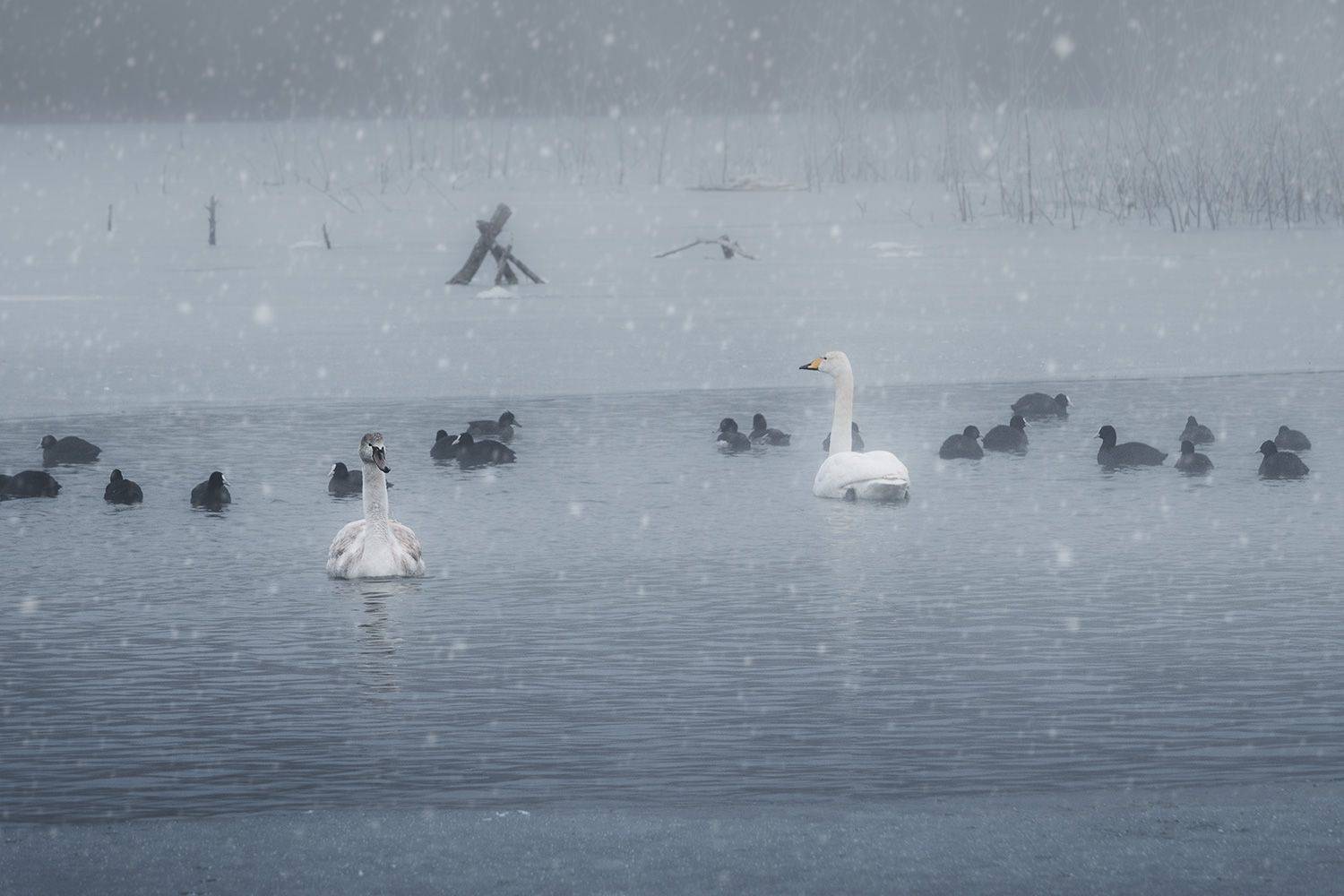 , Алиева Татьяна