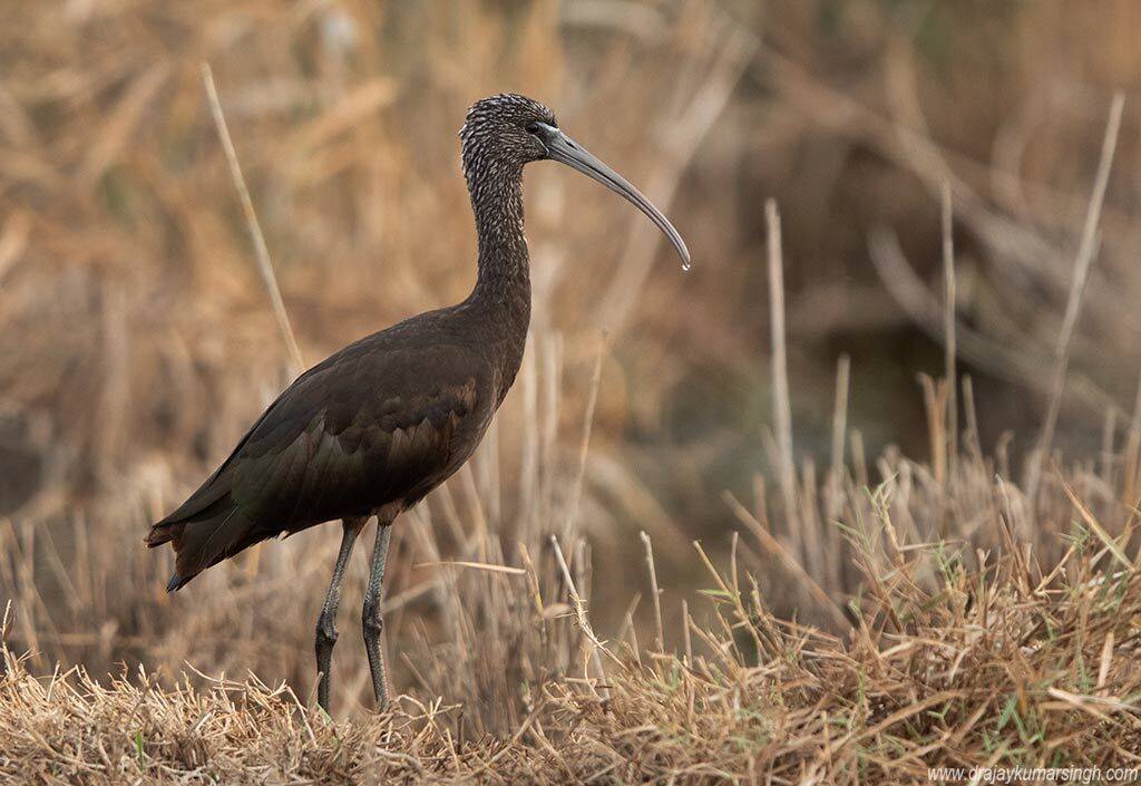 Ibis, Dr Ajay Kumar Singh