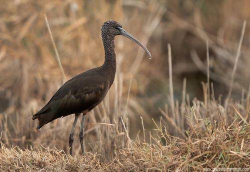 Glossy Ibis