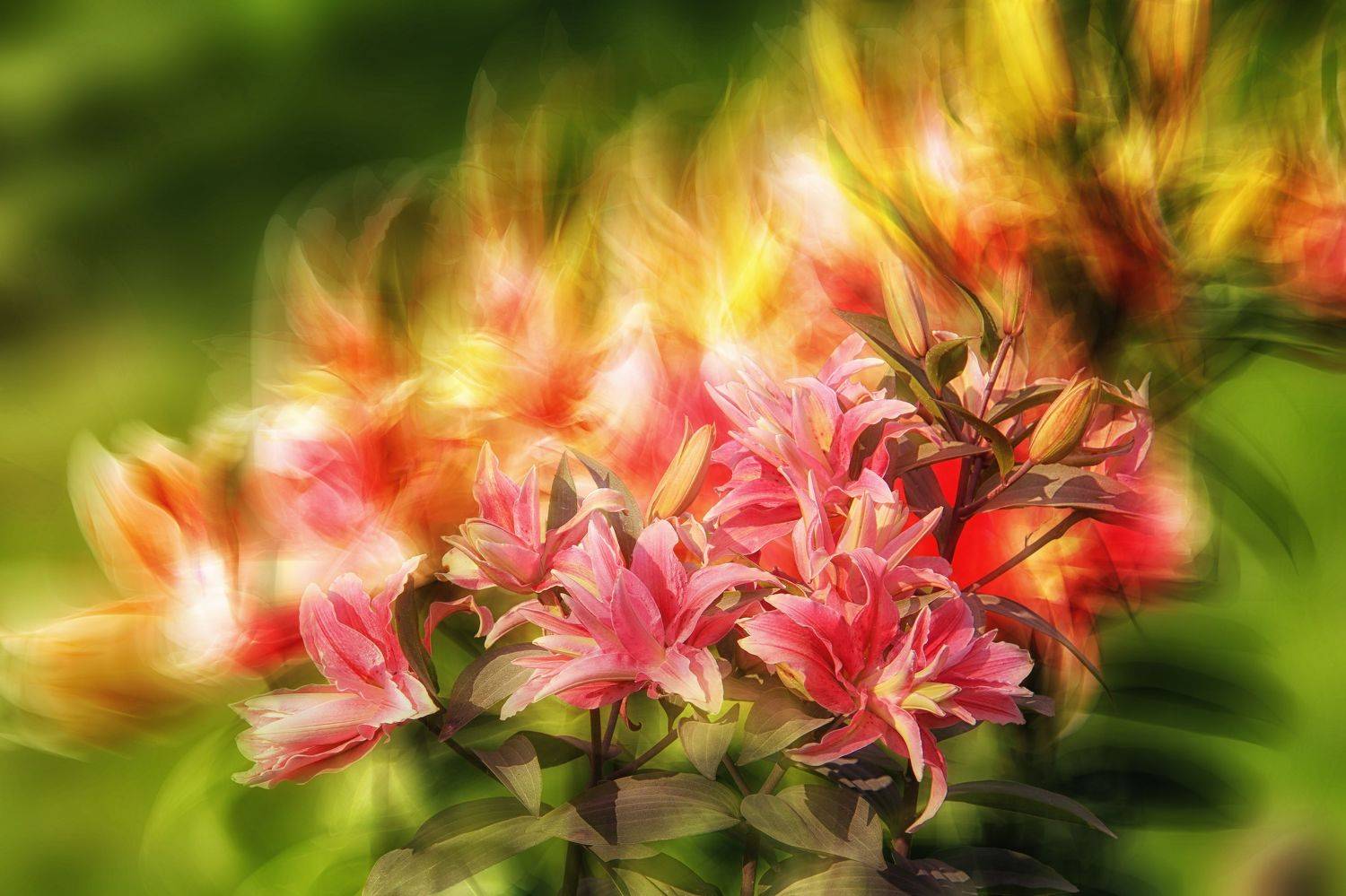 multicolored lilies, blossom, flowers, green , spring, garden, summer flowers,  summer color, nature, flora, black background, blur, DZINTRA REGINA JANSONE
