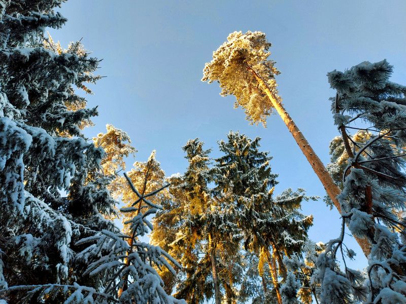 зима, утро, рассвет, сосны, ели, лес, снег, Яснополянский рассвет. фото превью