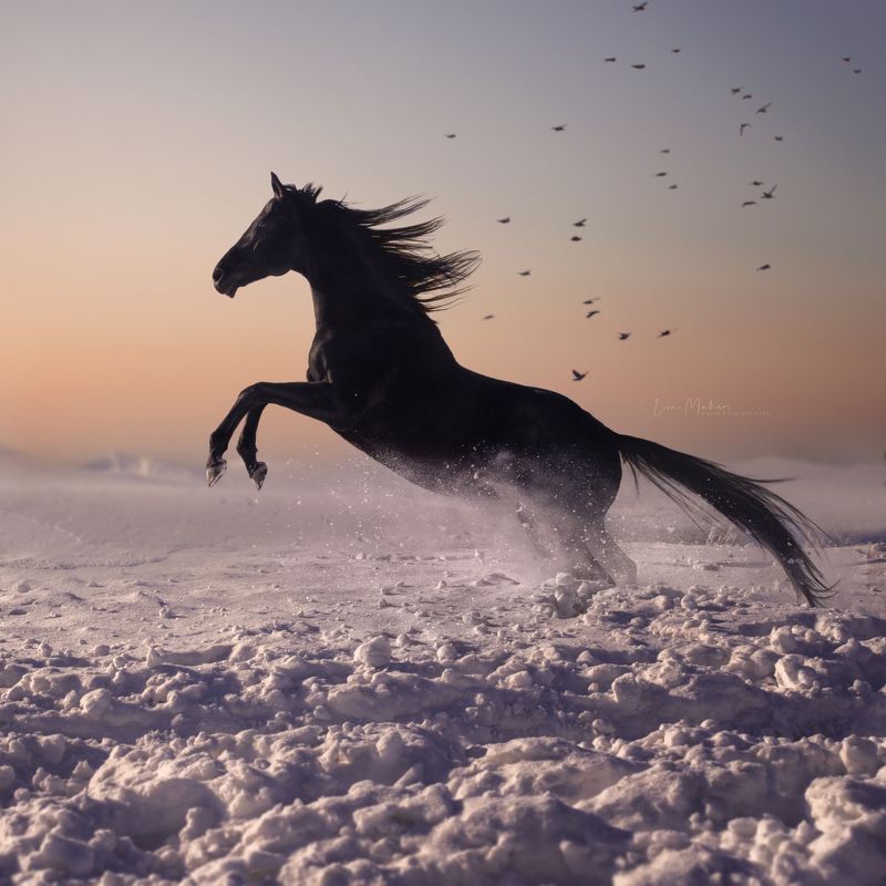 Лошадь, закат, черная лошадь, black horse, horse, поле, зима, winter  Дипломат, английская чистокровная  фото превью
