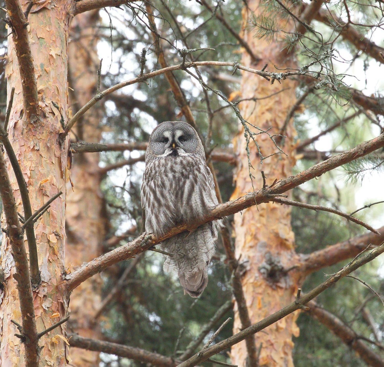 птицы россии, фотоохота, наблюдение за птицами, птицы, орнитология, Aricha
