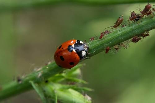 Coccinella septempunctata