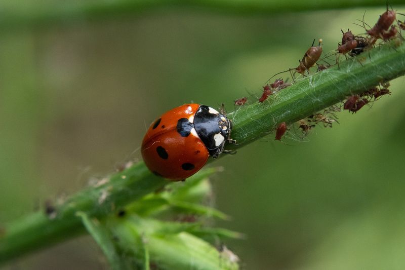 Coccinella septempunctata фото превью