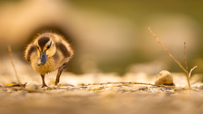 Duckling фото превью