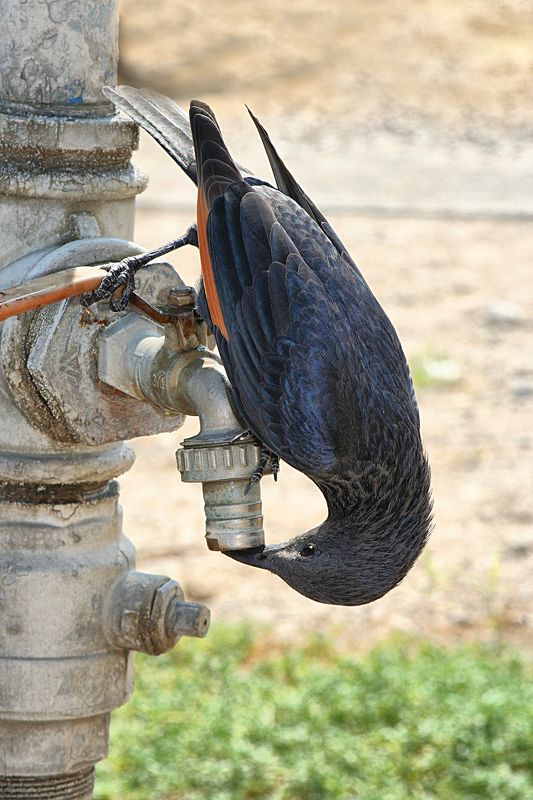 Имидж - ничто.Жажда - все. фото превью