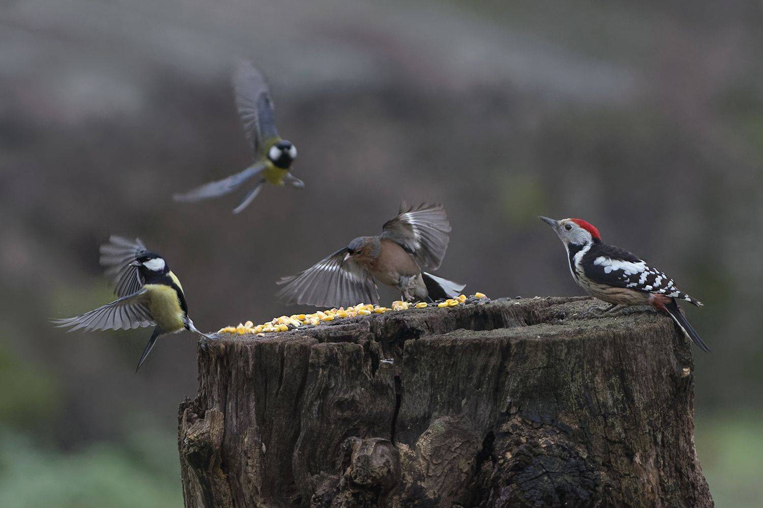 , Евгени Стефанов