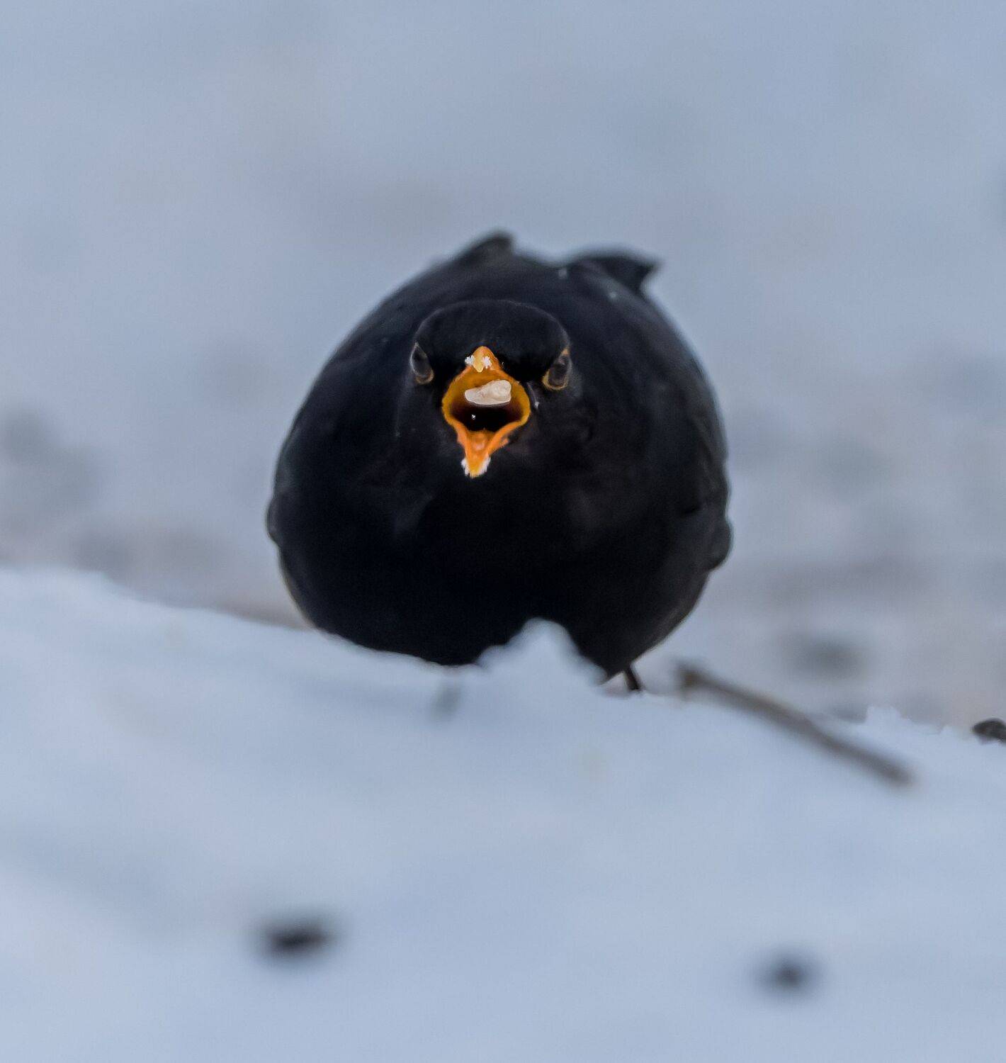 , Дэм Константин