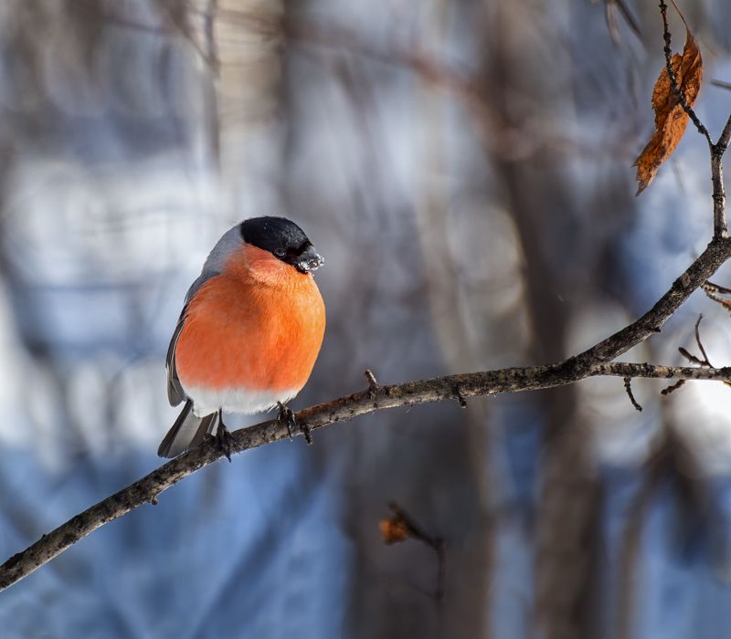 птица, снегирь, зима, красногрудый.. фото превью