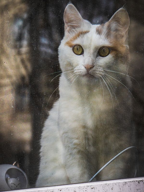 Кошка фото превью