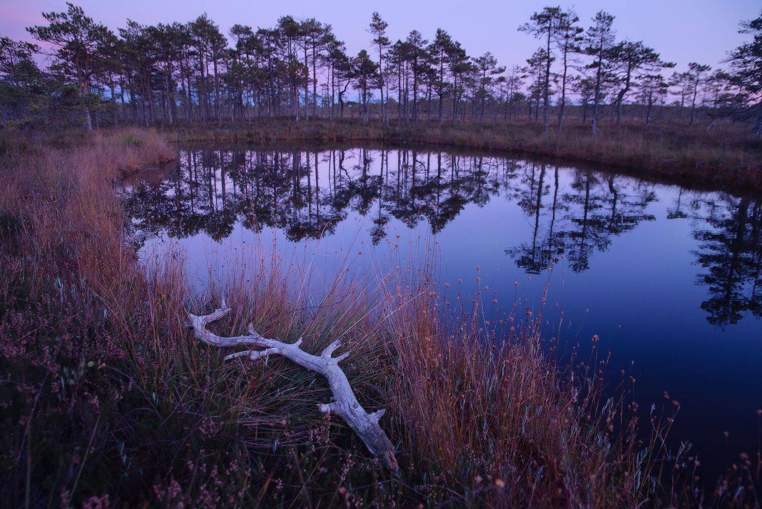 осень, ленинградская область, болота, Чавыкина Анастасия