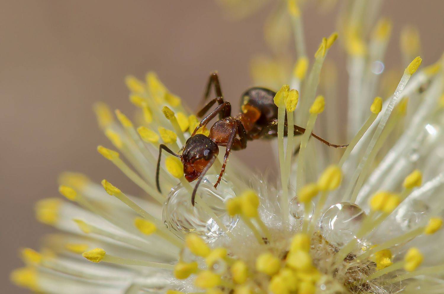 , Andrey Pristyazhnyuk