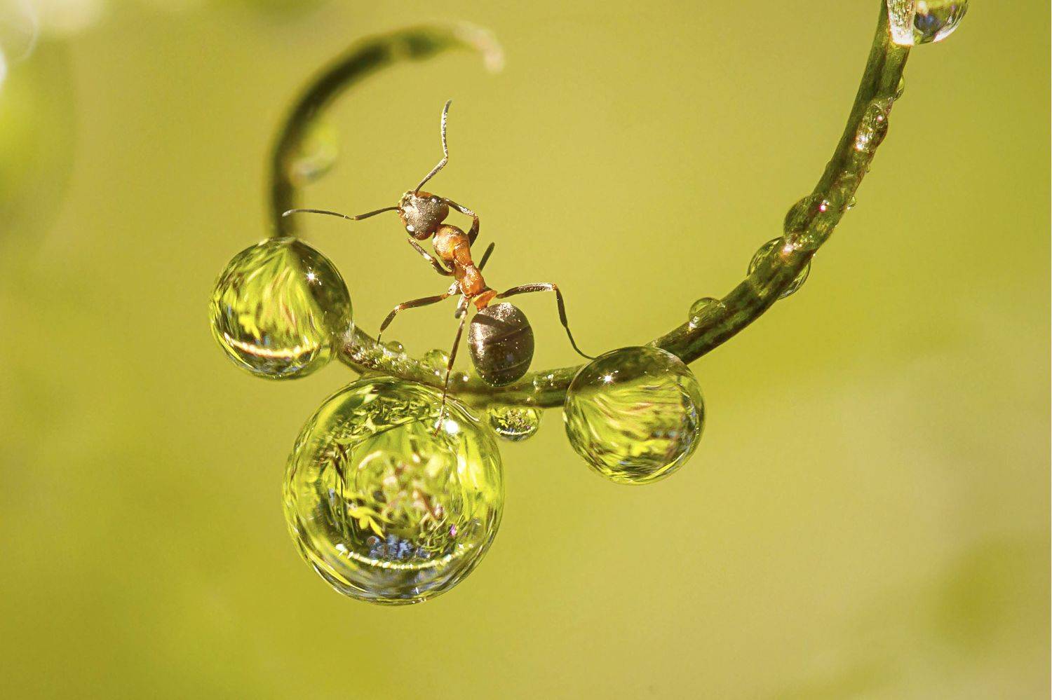 , Andrey Pristyazhnyuk