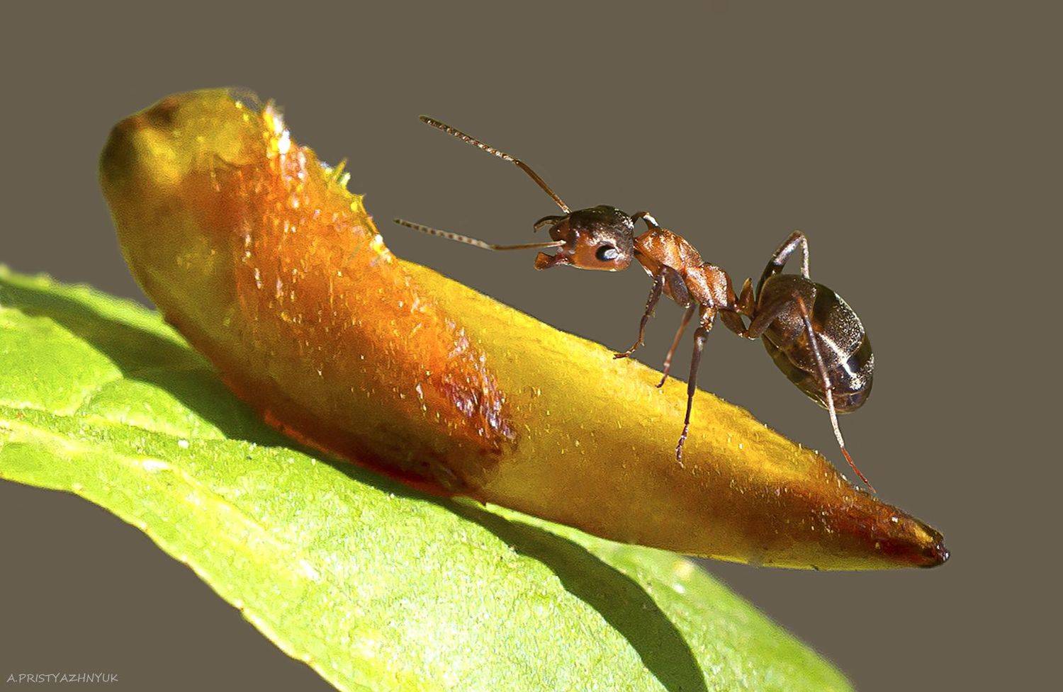 , Andrey Pristyazhnyuk