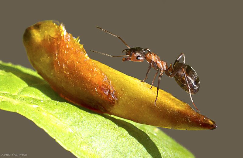 На почке фото превью