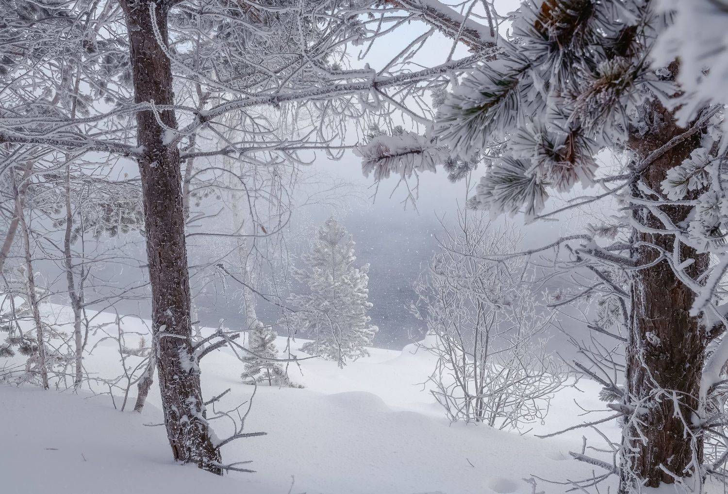 зима, сибирь, берег, иней, снег, Фомина Марина