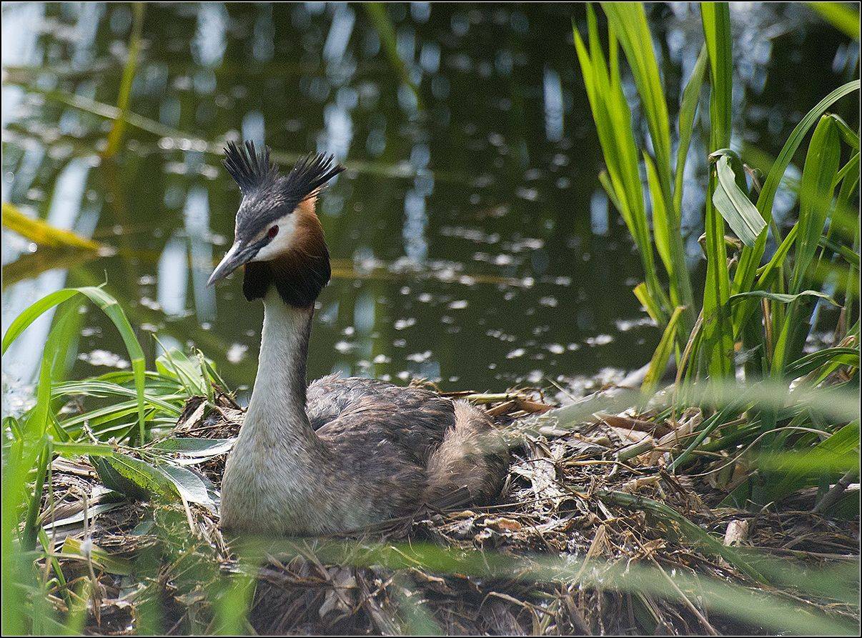 москва, лето,парк, чомга, АНАТОЛИЙ ДОВЫДЕНКО