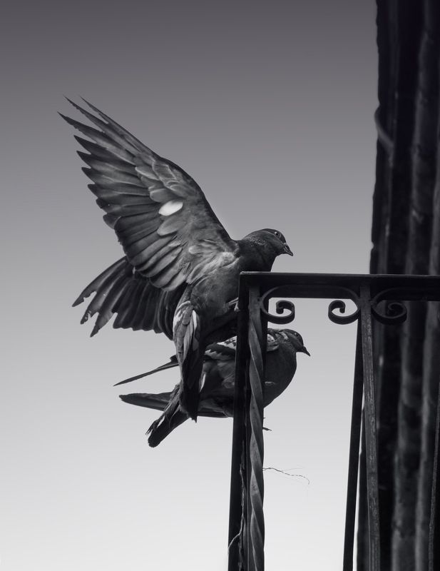 On the fence фото превью