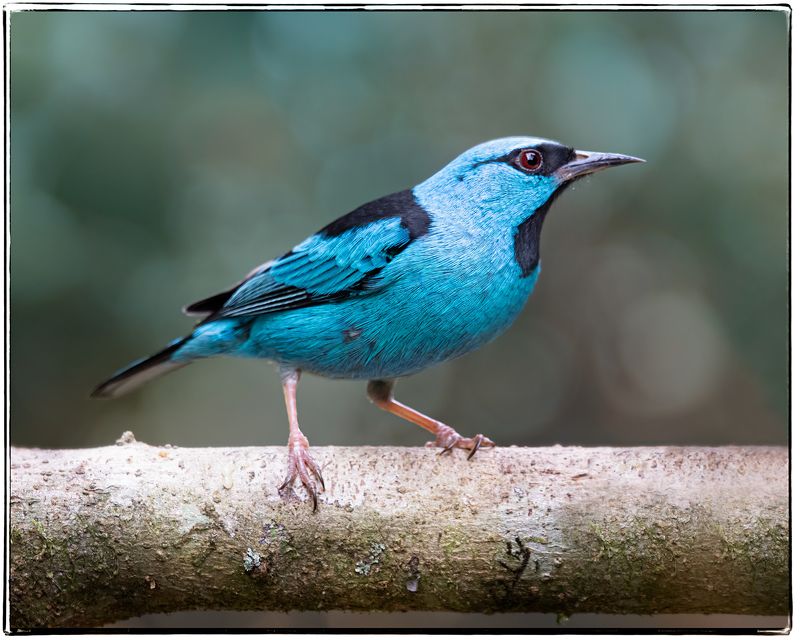 birds, aves, mata atlantica, brasil, passaros, Saí-azul фото превью