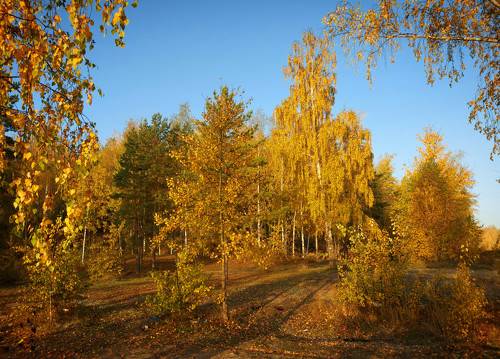 Золотыми красками октябрь.