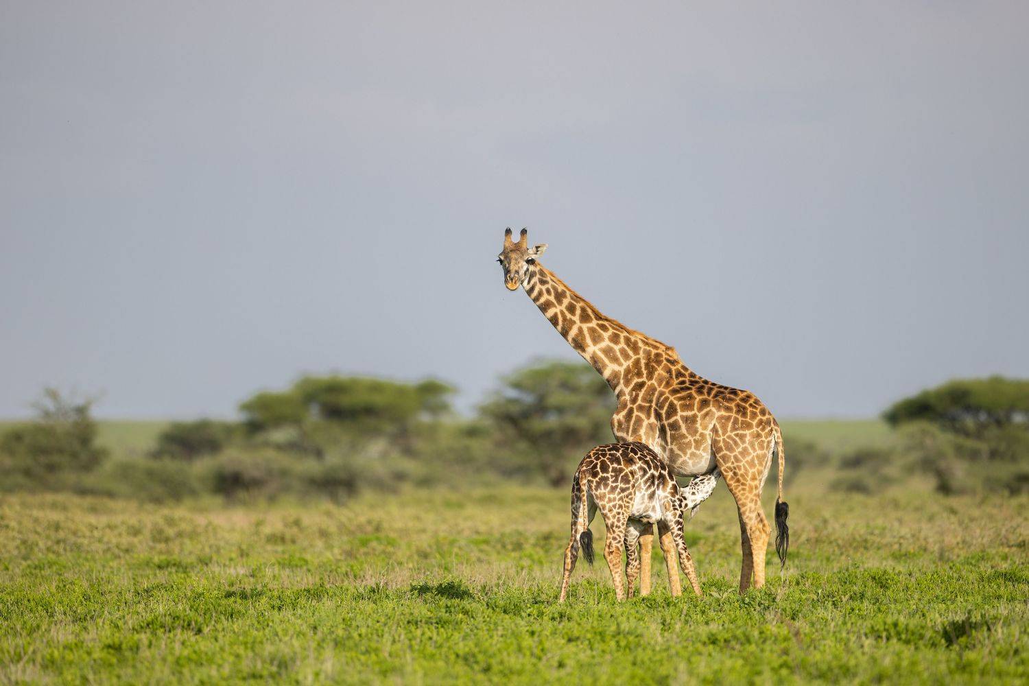 Giraffe, wildlife, calf, Subi Sridharan