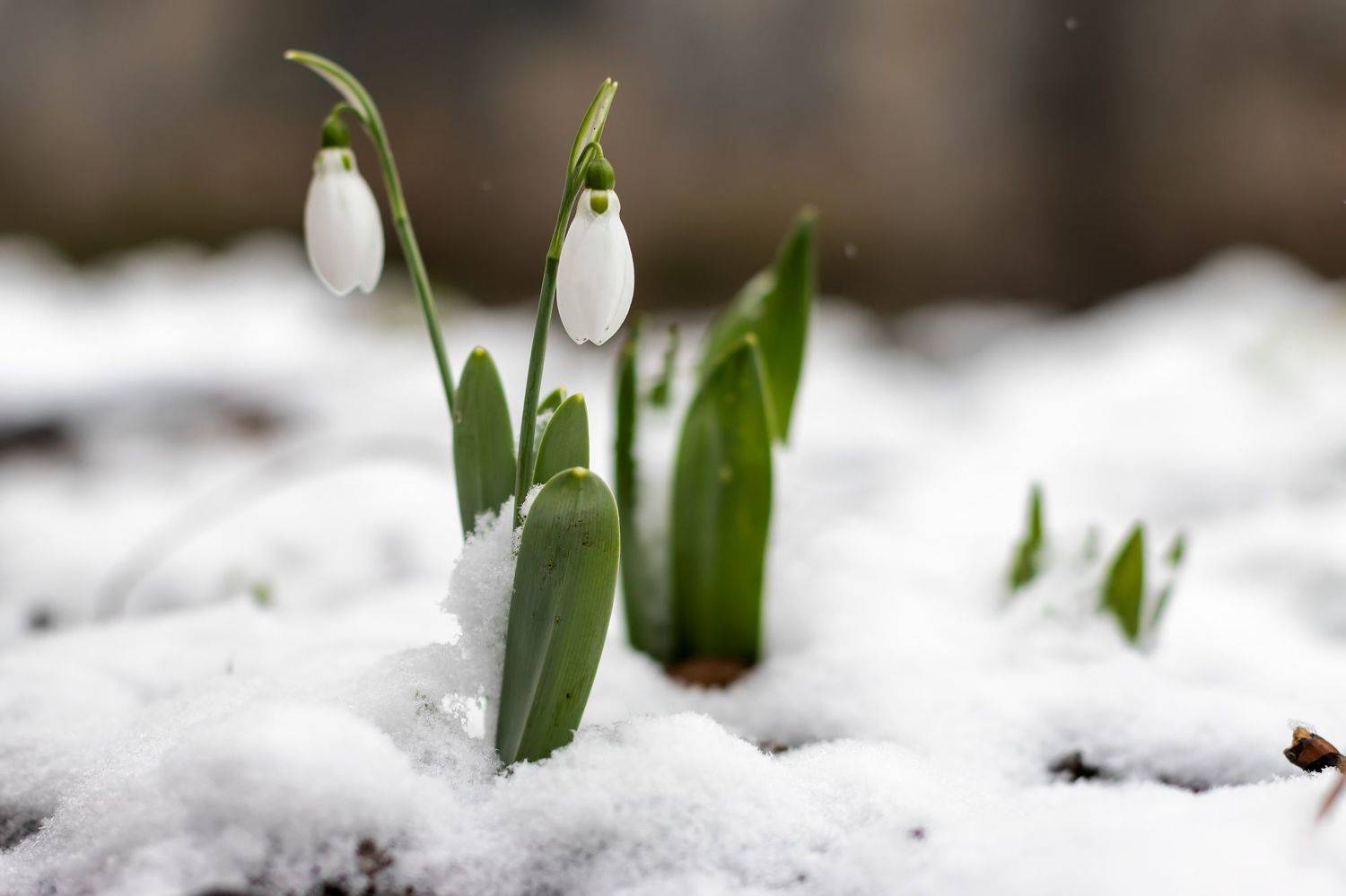 , Бистра Стоименова