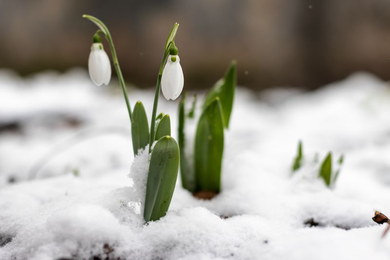 Зима фото превью