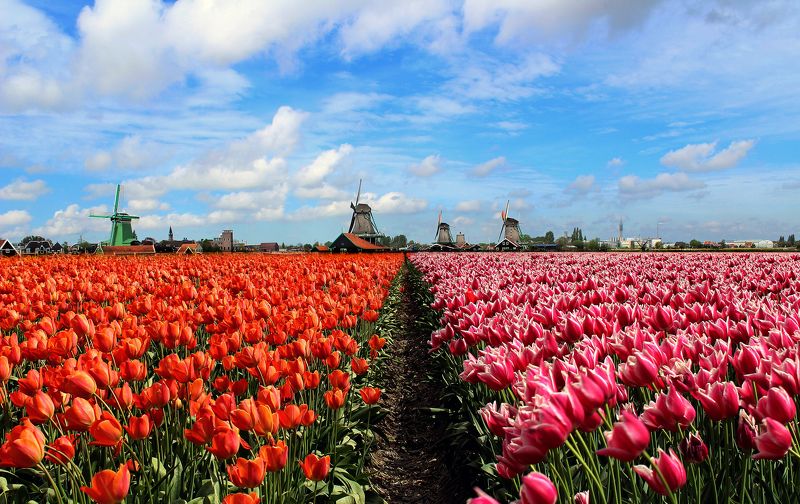 Тюльпанная перспектива 3 фото превью