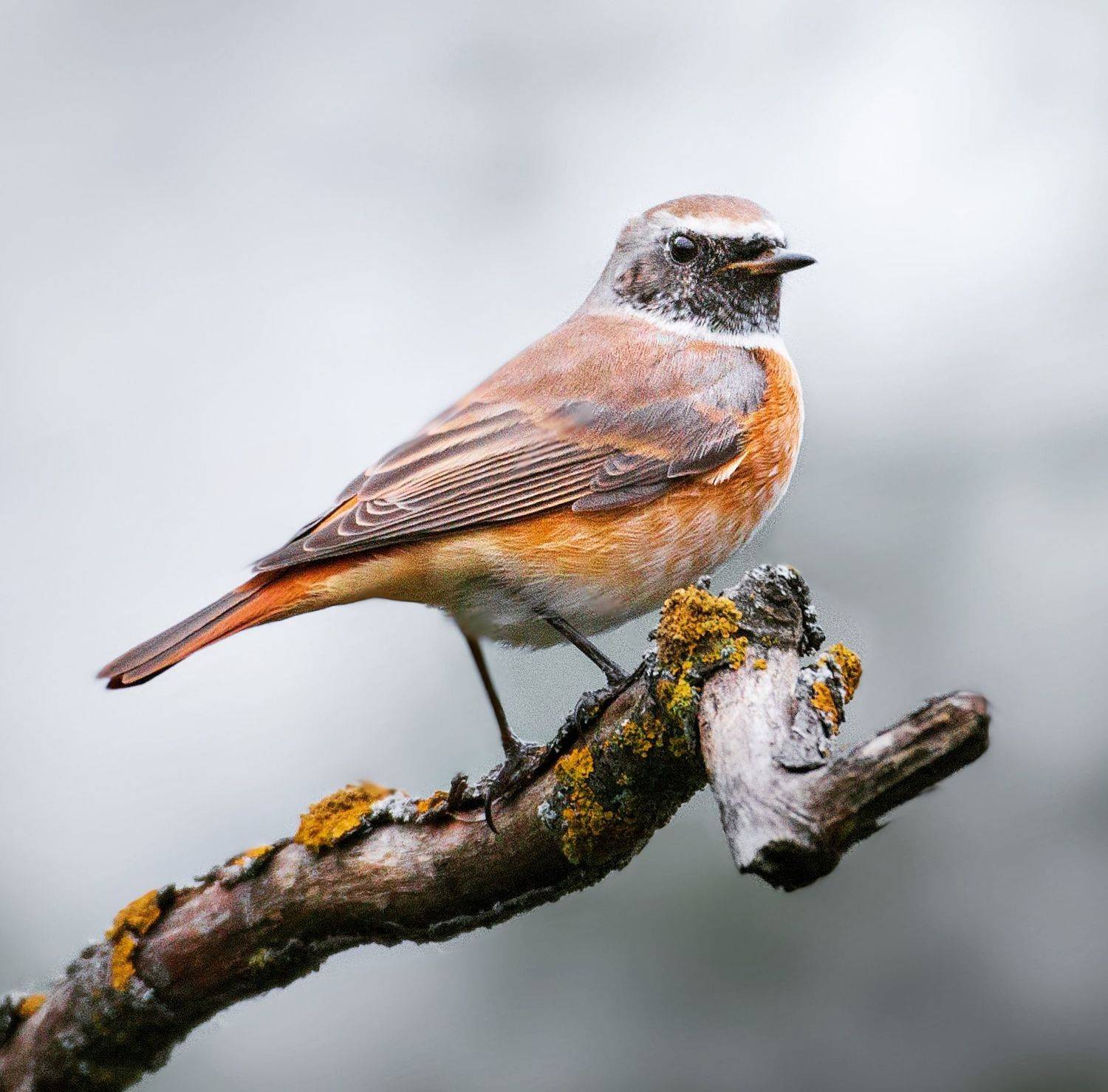 птицы России, птицы Москвы, фотоохота, наблюдение за птицами, птица, птицы, орнитология, nikon, birding, birdwatching, bird freak, Никон Александр