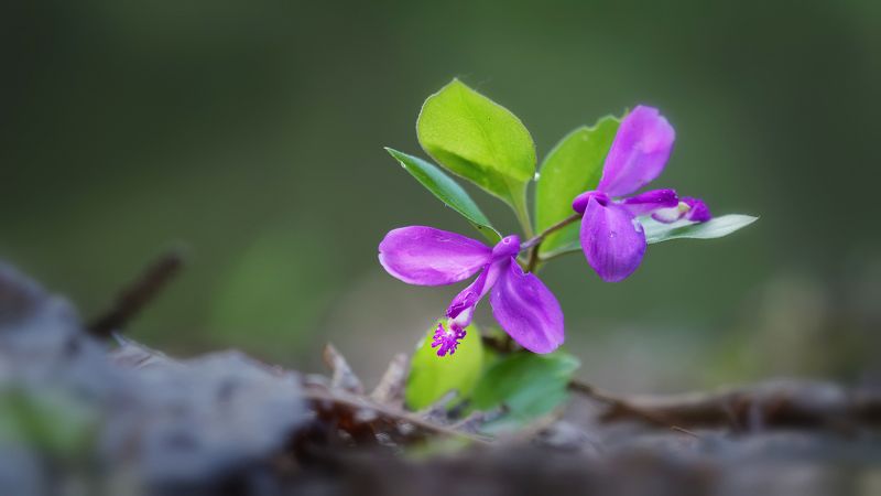 Мотыльки фото превью