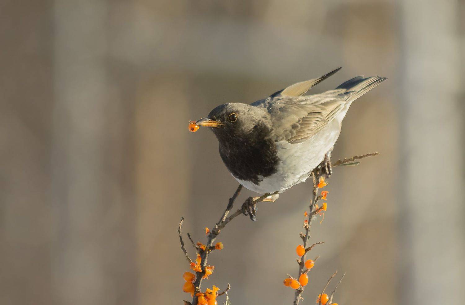чернозобый дрозд, зима, Коледова Ирина
