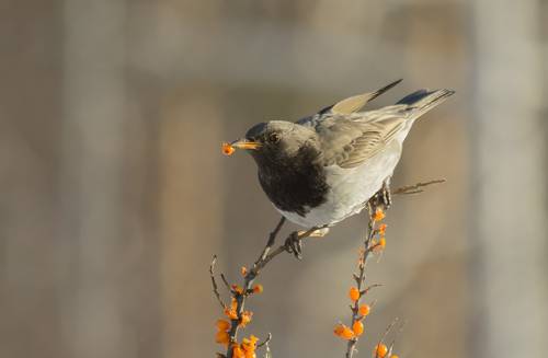 Чернозобый дрозд