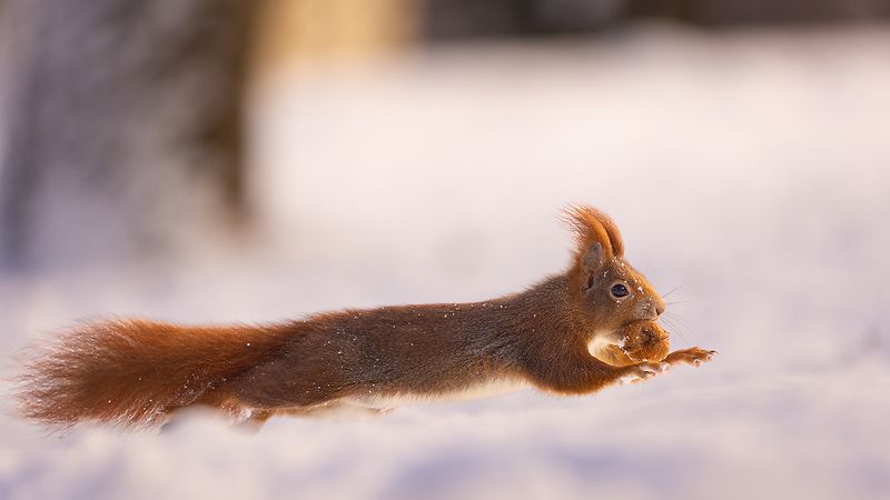 Squirrel in winter фото превью
