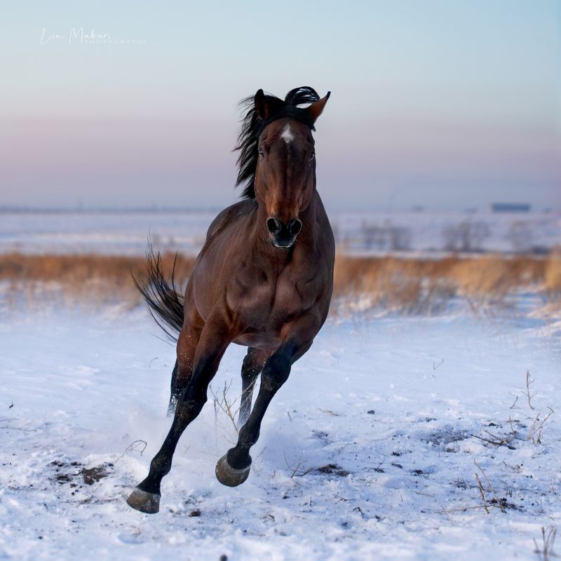 Сагнол  фото превью