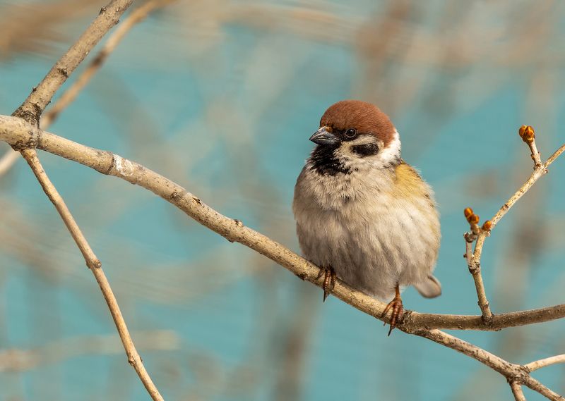 Птицы фото превью