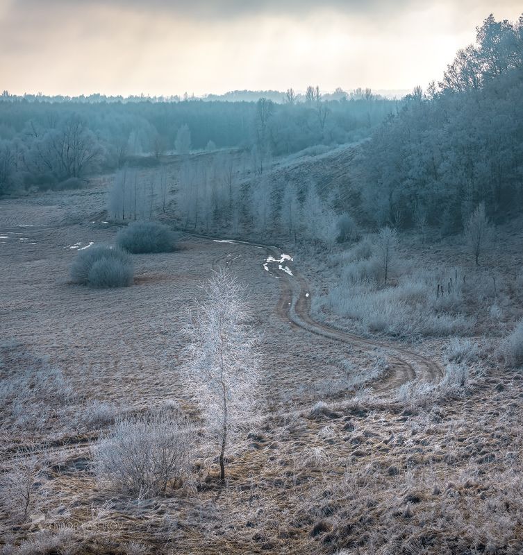 белгородская область, белогорье, зима, зимнее, снежное, иней, в инеи, дорога, одно дерево, берёза, просёлка, просёлочная дорога, серебристое, холм, луг, Дорога Левитана фото превью