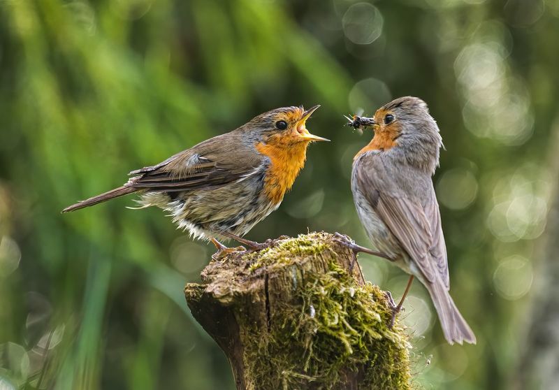 Rudzik фото превью