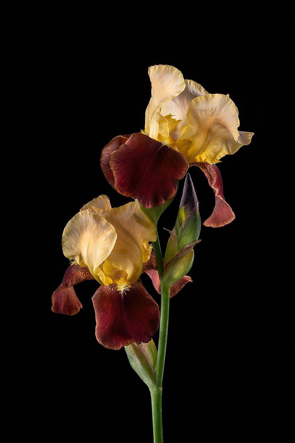 цветы, ирисы, цветок, флора, природа, листья, лепестки, цветение, Ольга ЯR