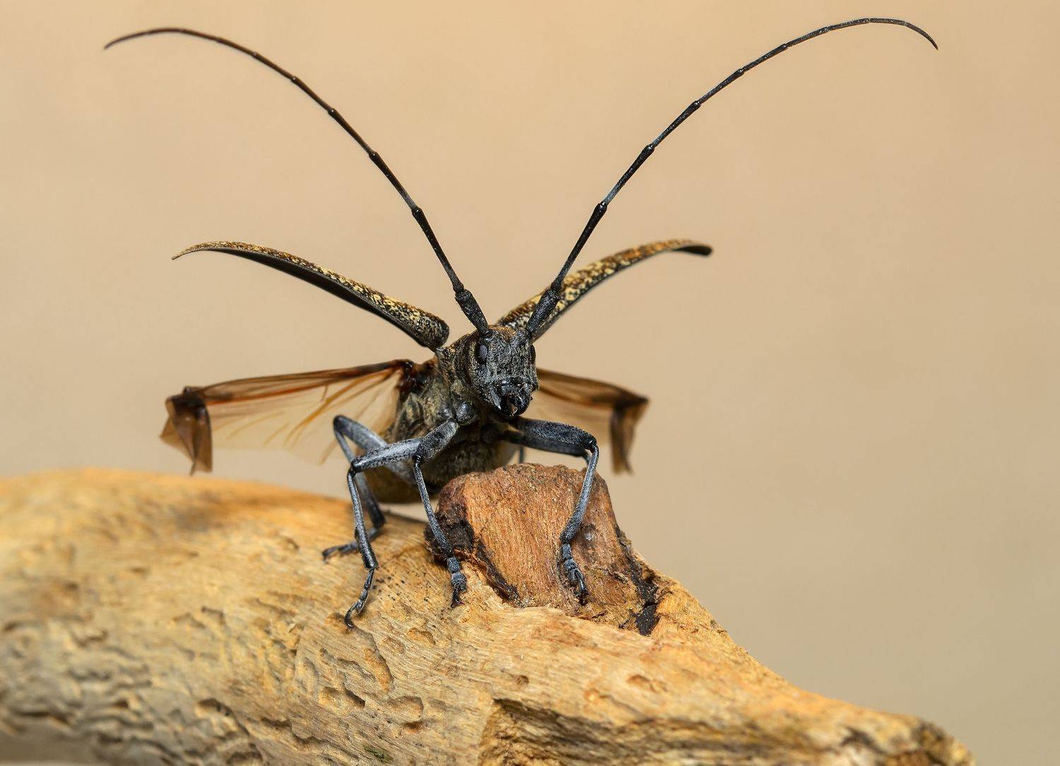 усач чёрный еловый, monochamus sutor, усачи, cerambycidae, жук, star wars x-wing, Павел Черенков