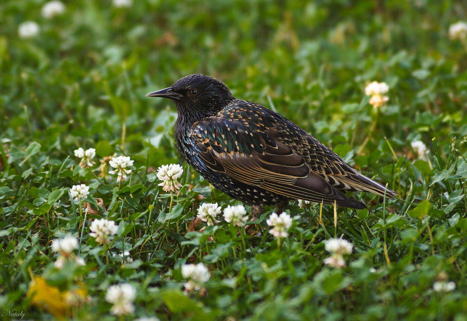 , Екимова Наталья