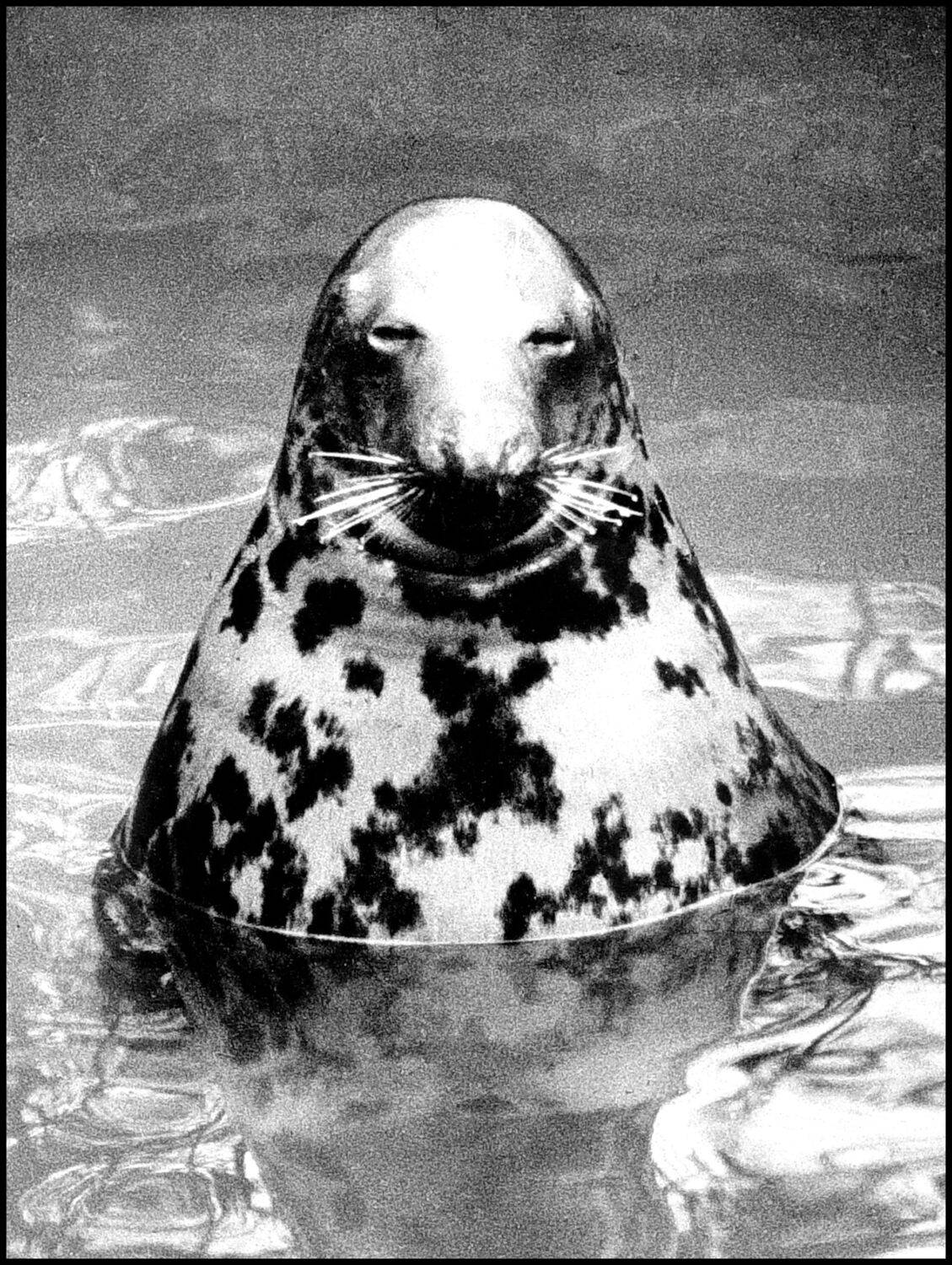 , Меднов Влад