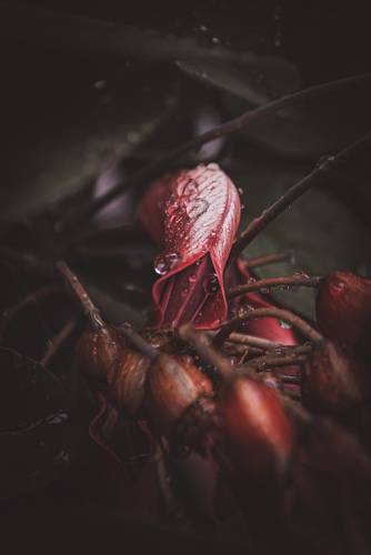 Naturaleza Pequeña