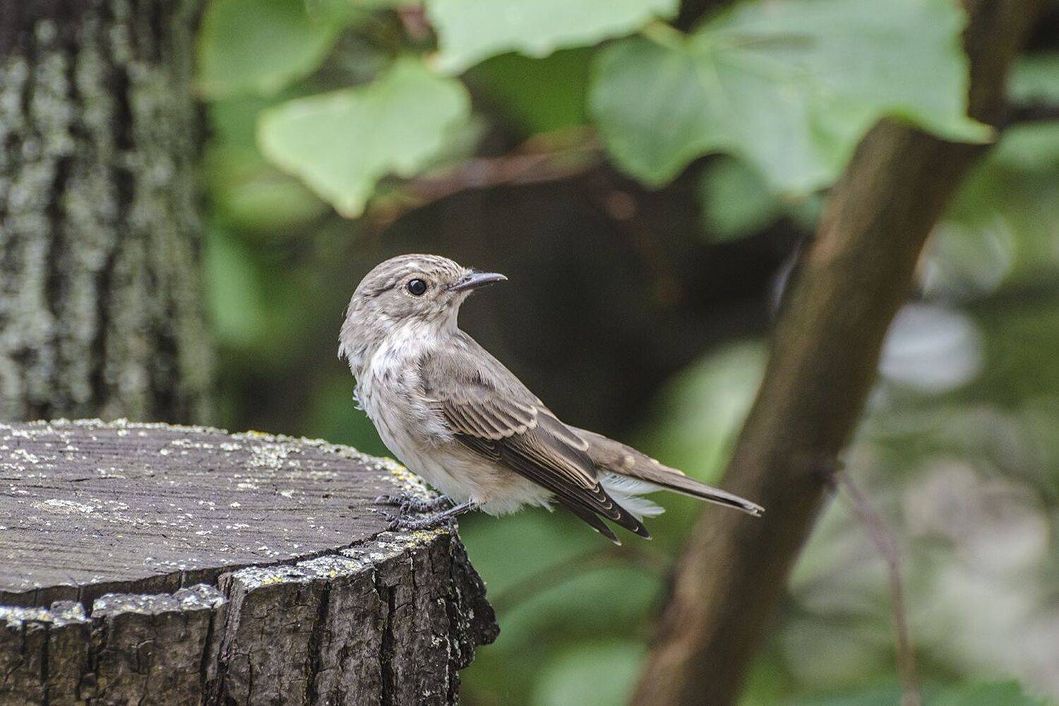 птица, серая мухоловка, Михаил Агеев
