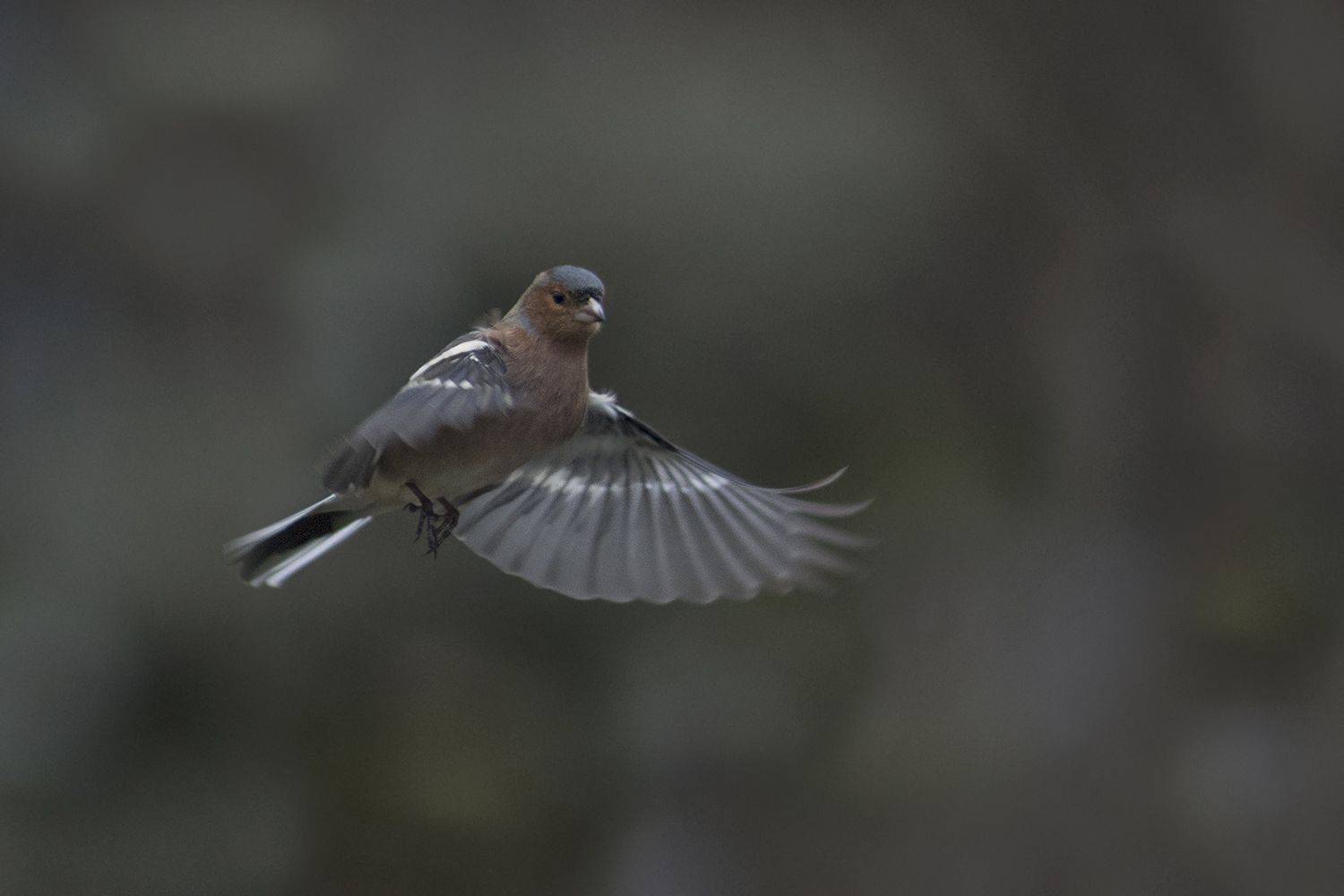 , Евгени Стефанов
