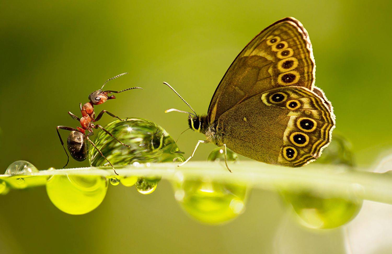 , Andrey Pristyazhnyuk