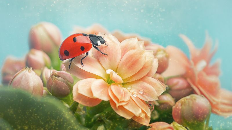 macro, ladybug, georgia Ladybug фото превью