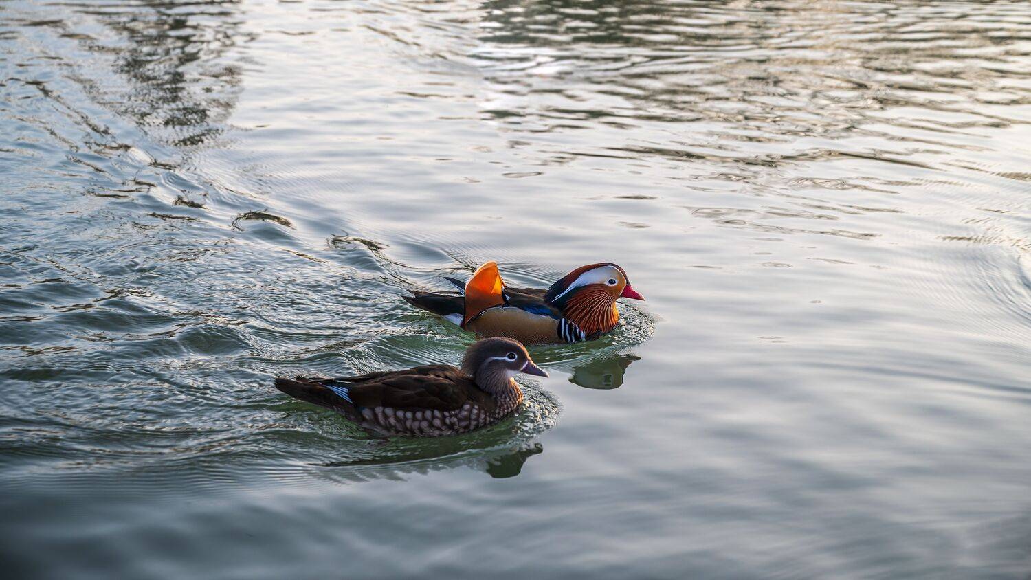 , Алексей Рыльский