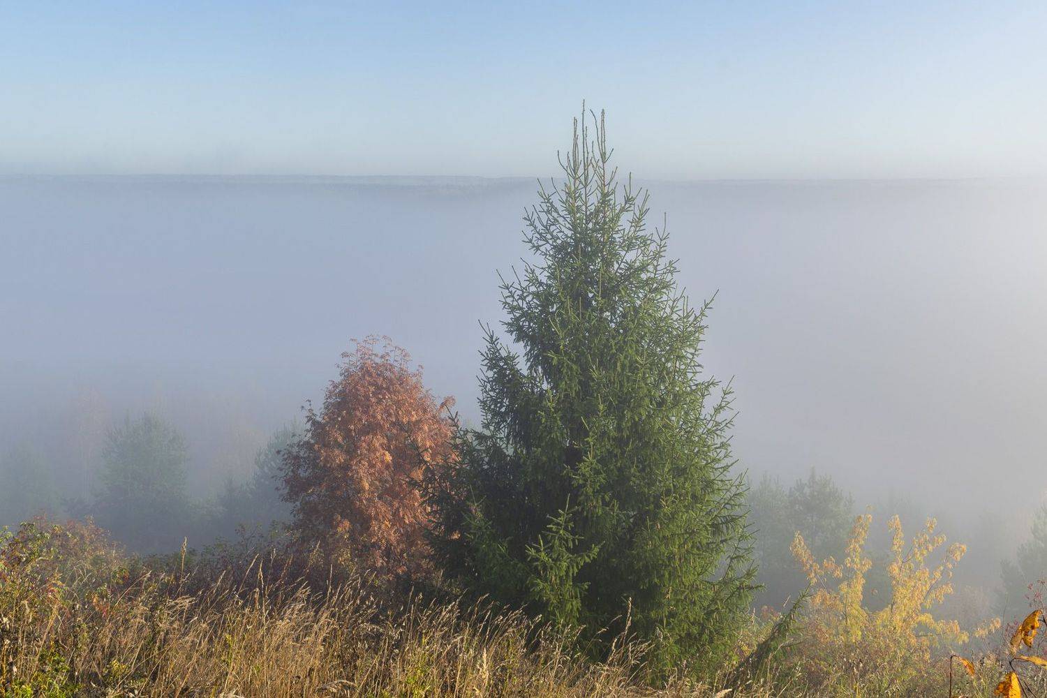 , Галина Луценко