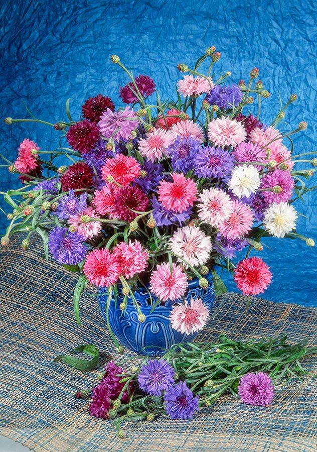 цветы, натюрморт, композиция, васильки, Бекетова Ольга